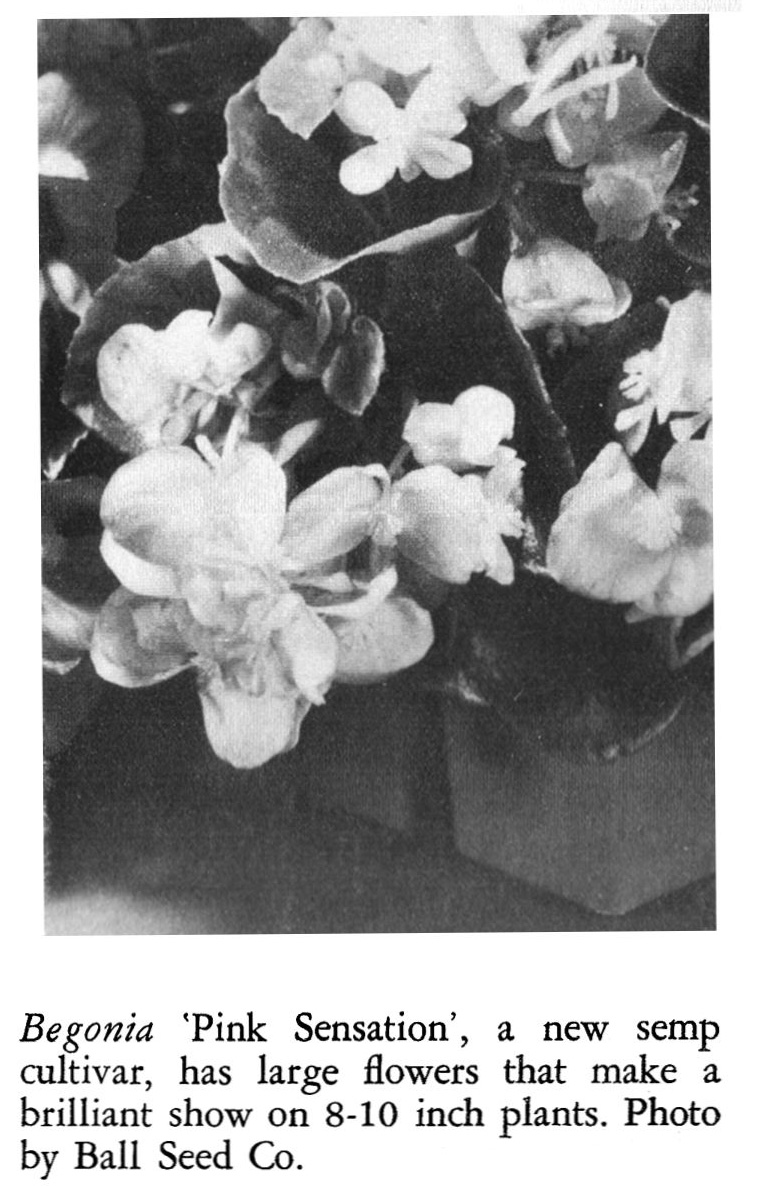 B. ‘Pink Sensation’